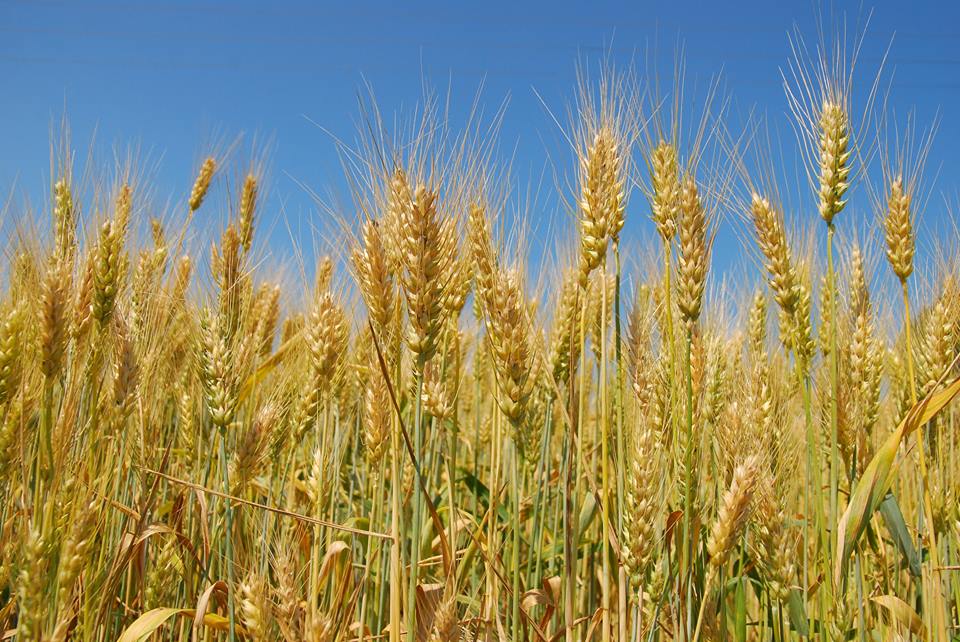 Пшеница европейский юг. Озимая пшеница Европейский Юг. Пшеница цветет. Пшеница из Украины. Спелая пшеница.