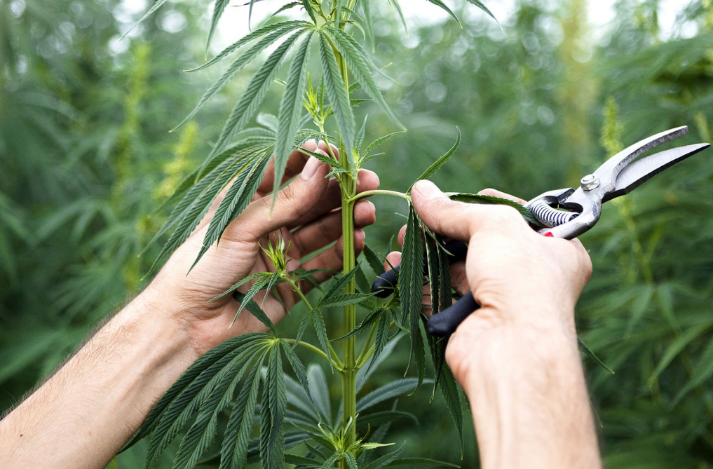 В канаде плантация конопли тест полоска для выявления в моче человека марихуаны