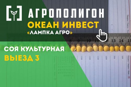 Уборка сои