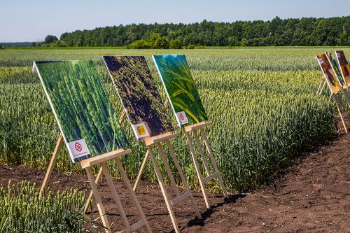 День поля в ФХ Одарочка День поля «Лимагрейн Украина»
