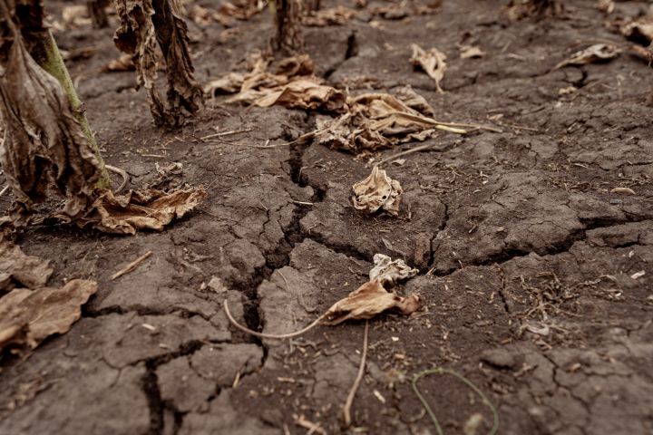 Деградовані ґрунти, або Чому чверть земної поверхні непридатна для землеробства