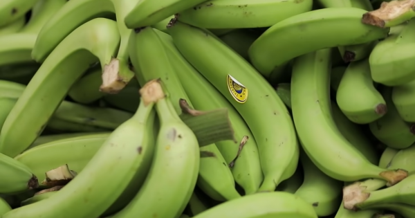 Банани з Еквадору. Як вирощують, від яких хвороб лікують і як перевіряють якість плодів