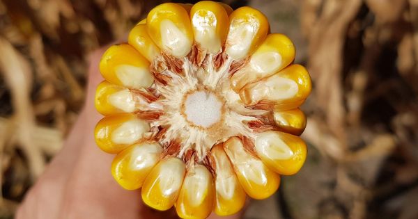 Кукурудза 2022: очікувана врожайність в ЄС, США та Бразилії. Можливості для України