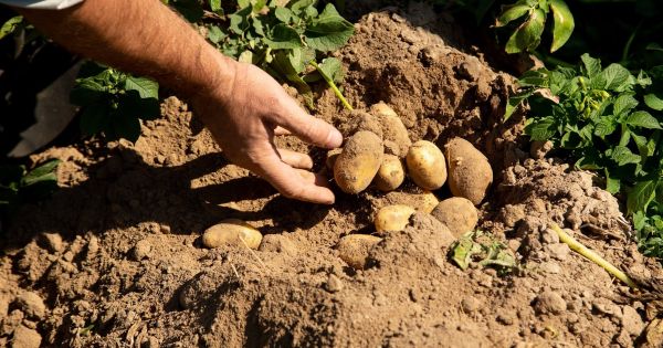 Другий хліб, або Як отримати високий врожай картоплі в умовах посухи