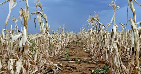 Ель-Ніньйо: Прогнози, перспективи та наслідки для ринку зерна та агросектору в цілому