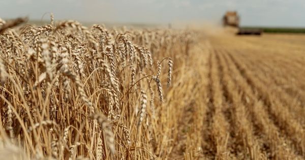 Врожайність та якість пшениці в сезоні 2022/2023