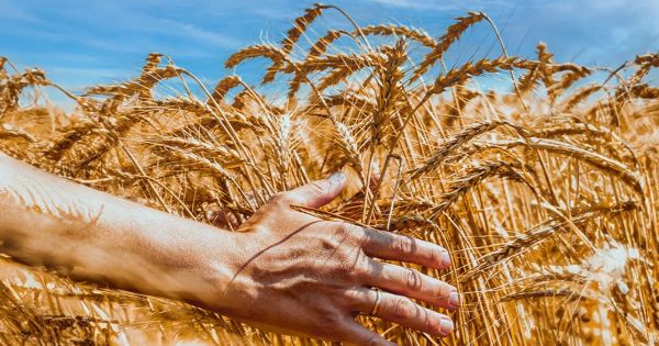 Як аграріям вдається вивозити не тільки зерно, а й свій емоційний стан