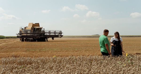 Аграрії завершують збирати пшеницю та ріпак. Що роблять з новим врожаєм: продають чи тримають?