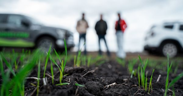Сходи посівів на полі
