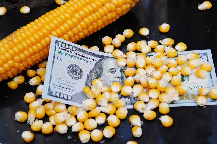 Цена на кукурузу активно растет