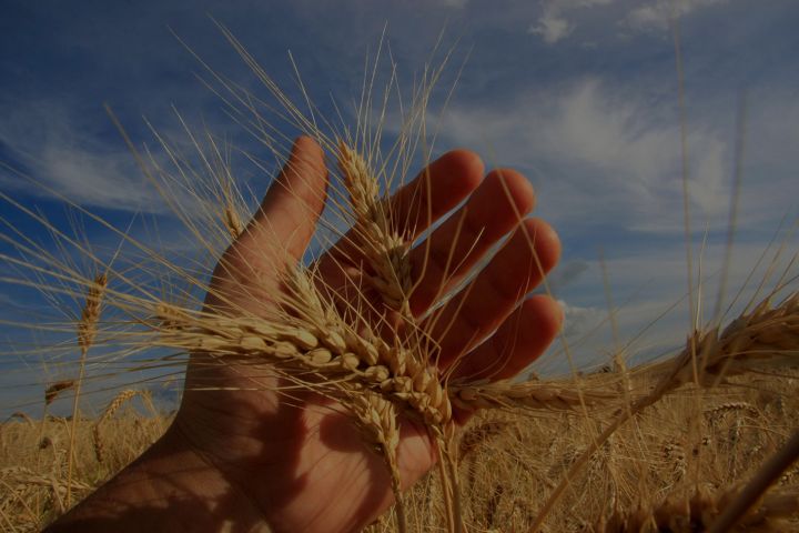 Формула эффективности от AGRAIN: усиливаем функцию главного агронома хозяйства