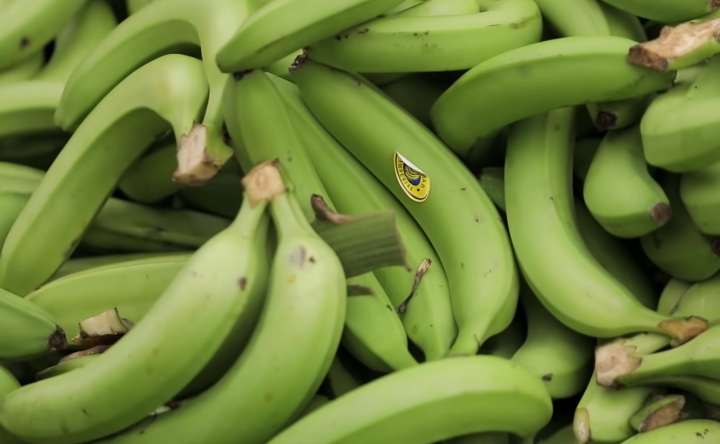 Банани з Еквадору. Як вирощують, від яких хвороб лікують і як перевіряють якість плодів