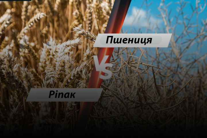 Пшениця vs ріпак: що будуть сіяти восени аграрії і чи взагалі посіються?