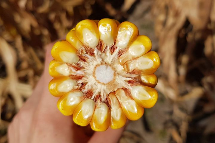 Кукурудза 2022: очікувана врожайність в ЄС, США та Бразилії. Можливості для України