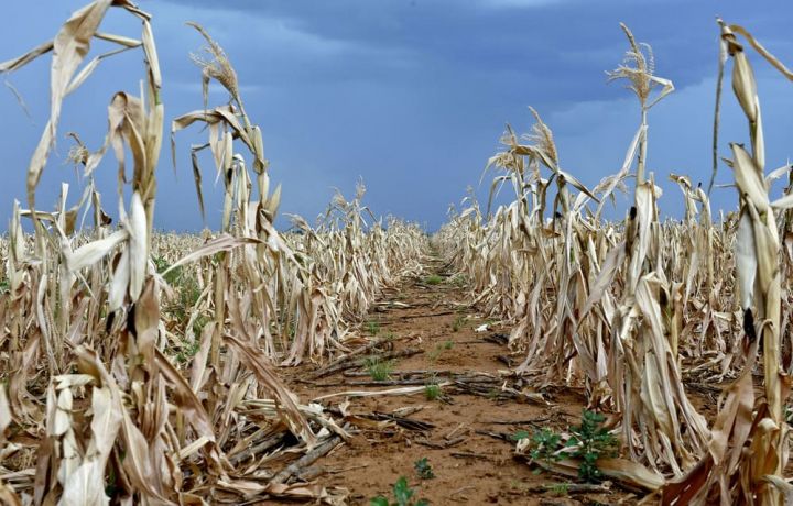 Ель-Ніньйо: Прогнози, перспективи та наслідки для ринку зерна та агросектору в цілому