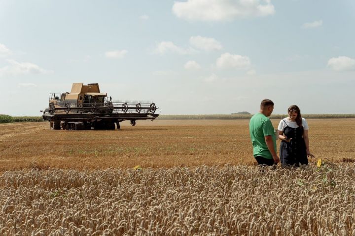 Аграрії завершують збирати пшеницю та ріпак. Що роблять з новим врожаєм: продають чи тримають?