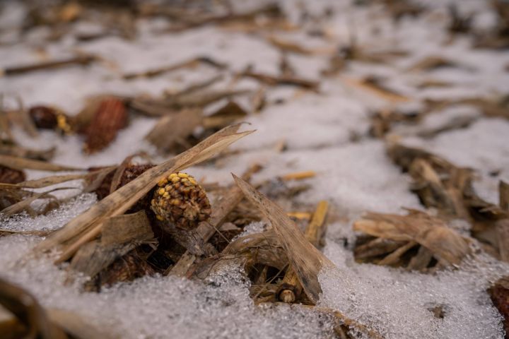 Кукурудза Кукурудза в снігу