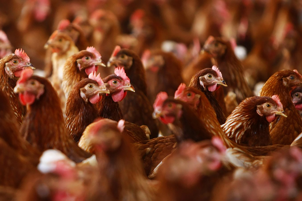8 вопросов об антибиотиках в курином мясе: где выдумка, где реальность, а  где маркетинг? — Latifundist.com