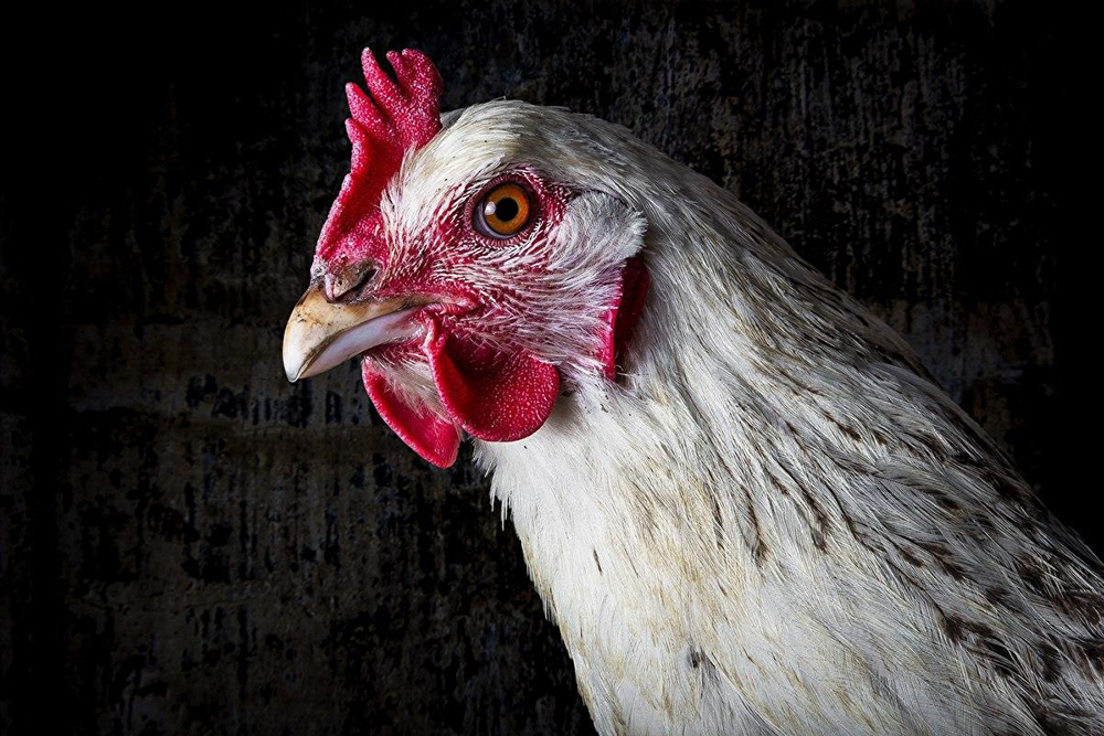 Независимый эксперт: насколько безопасна украинская курятина? —  Latifundist.com