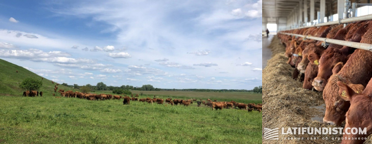 Beef cattle in a pasture and at a farm