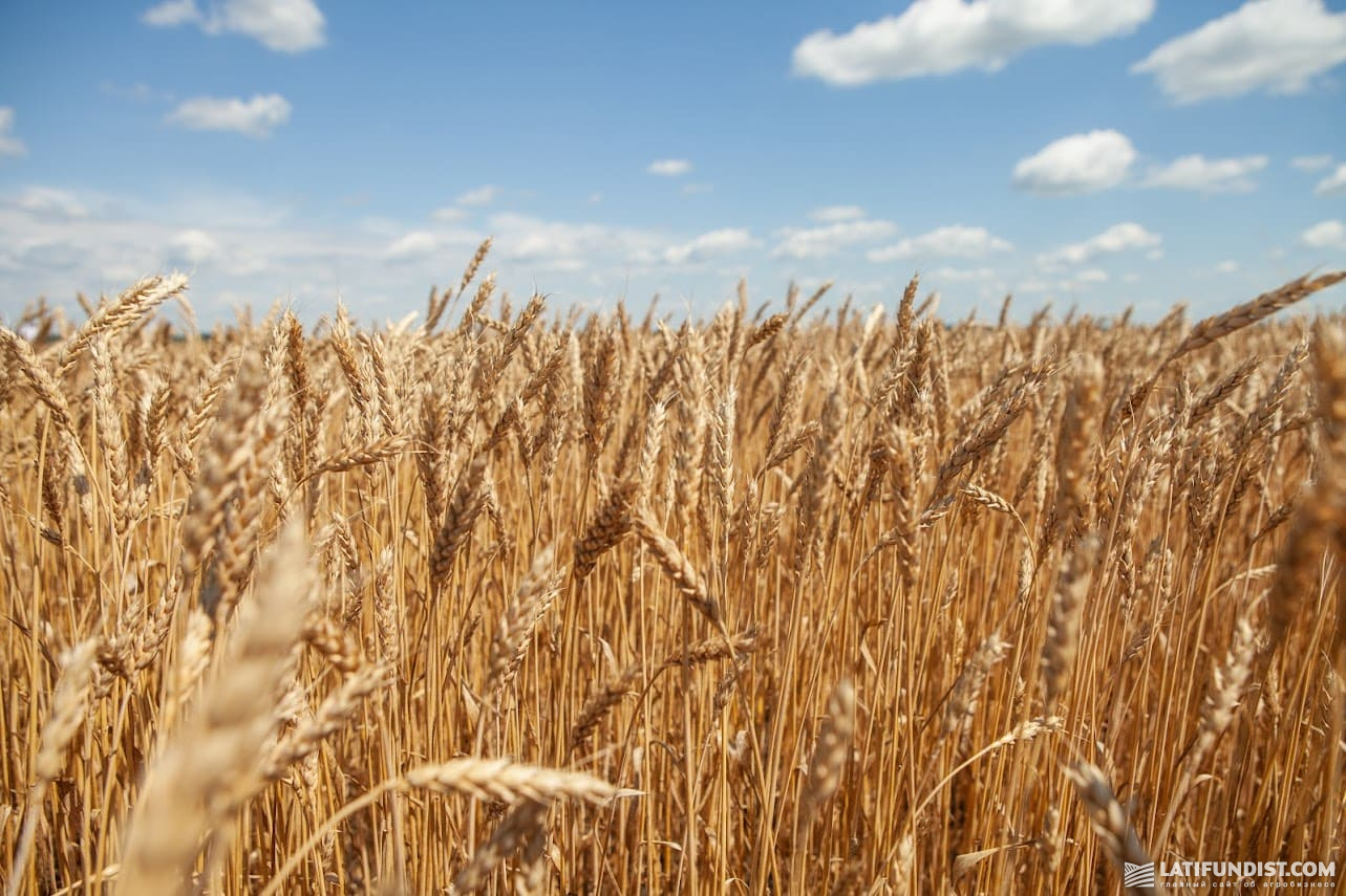 Пшеничне поле у СТОВ «Богданівське»