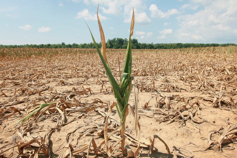 Посуха на полі кукурудзи