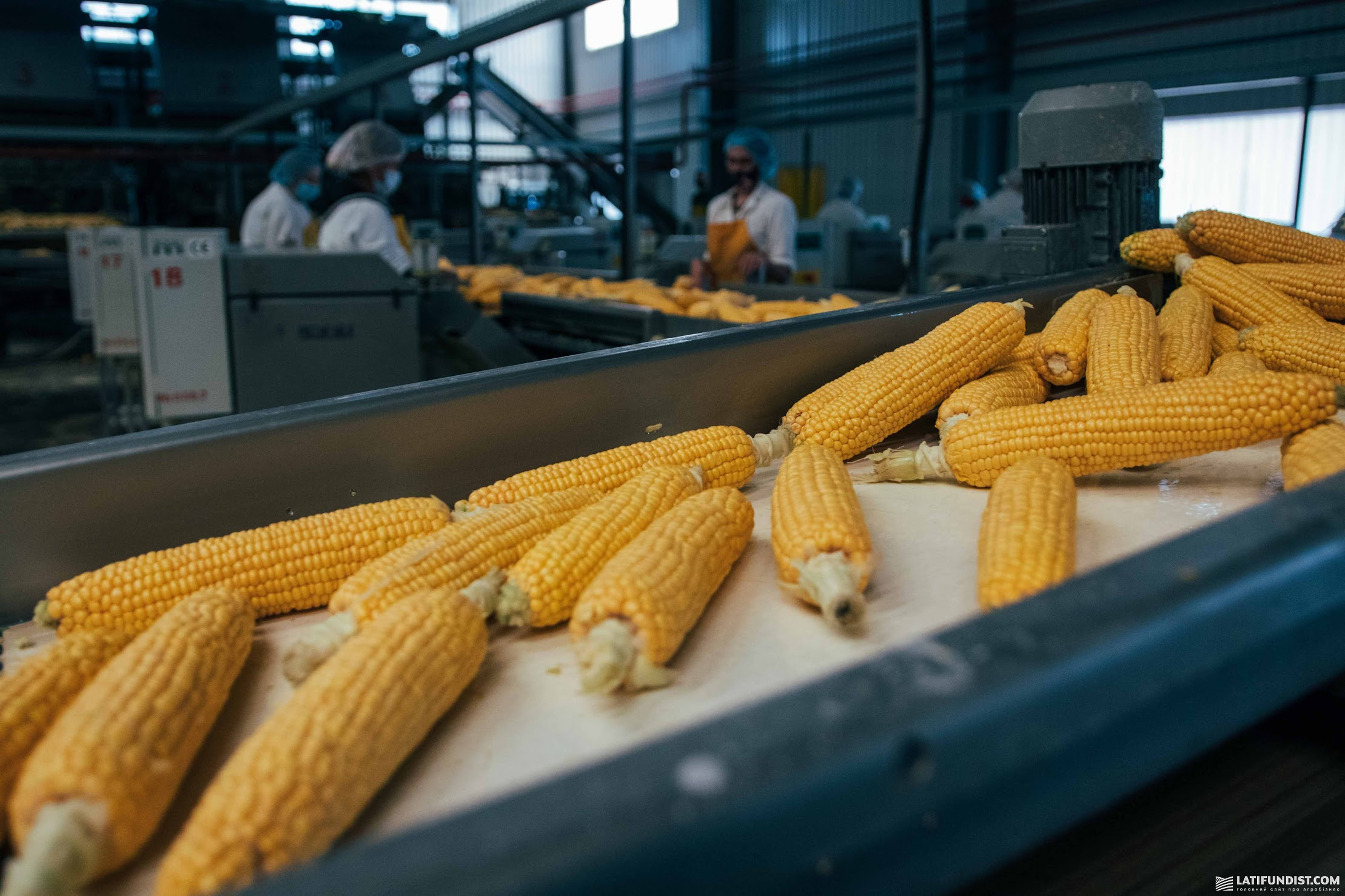 Більшість білка в світовому раціоні сьогодні має рослинне походження &mdash; це близько 57%