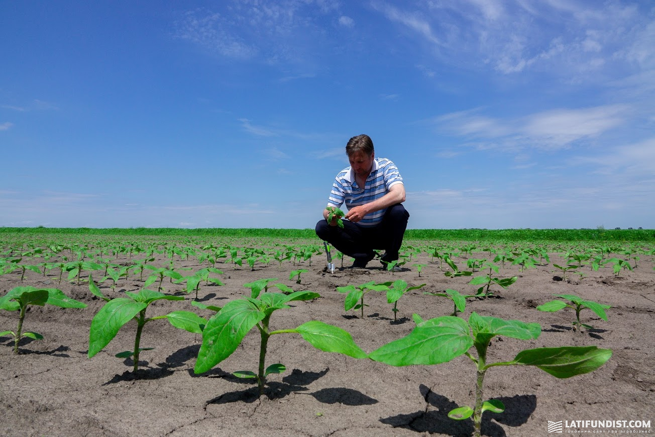 Агрострахування в Україні досі залишається нішевим інструментом