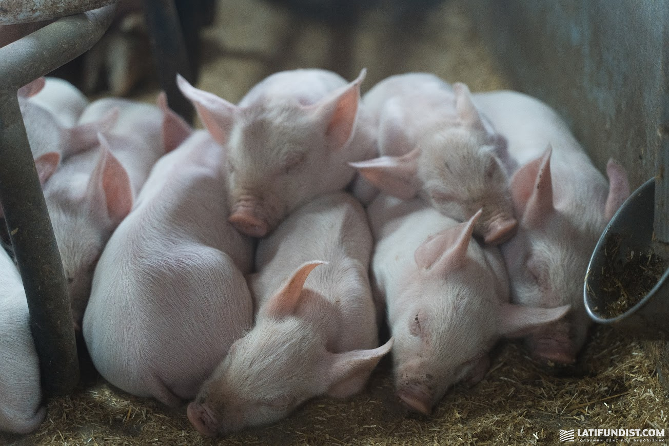 За 9 місяців 2025 р. прибуток у сегменті свинарства KSG Agro становив близько $936 тис. За 9 місяців 2025 р. прибуток у сегменті свинарства KSG Agro становив близько $936 тис.