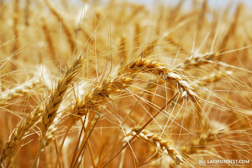 Пшениця