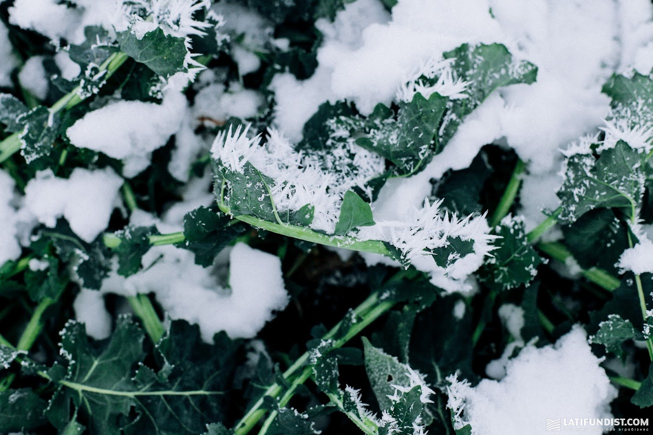 Озимий ріпак