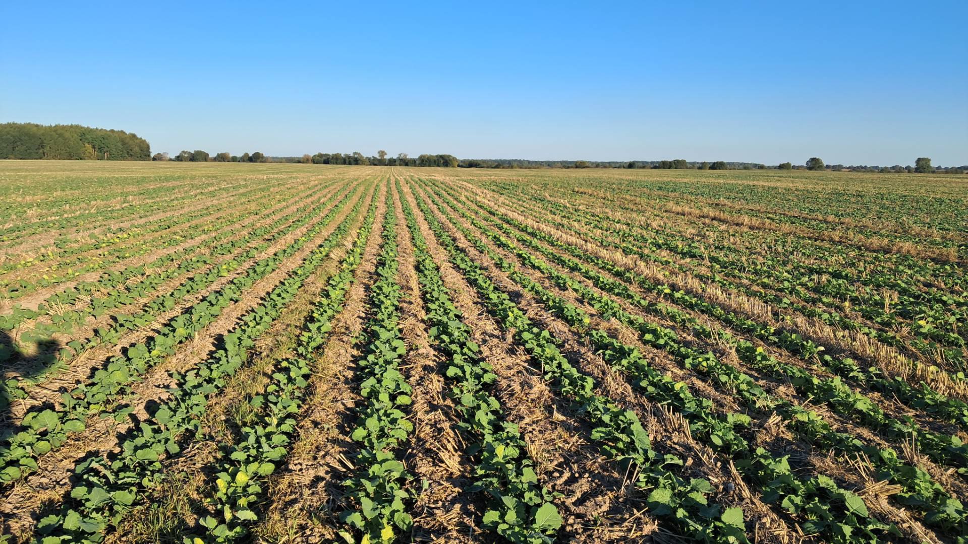 Сходи озимого ріпаку на полях компанії «Агро-Регіон», 2026 р. Сходи озимого ріпаку на полях компанії «Агро-Регіон», 2026 р.