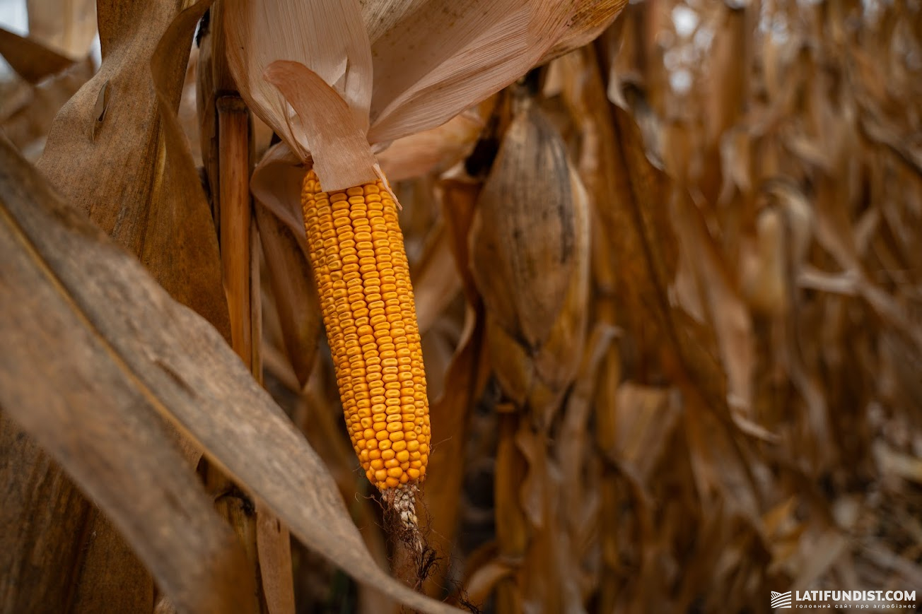 Кукурудза, поле підприємства «Скіф», Полтавська обл., 2025 р. Кукурудза, поле підприємства «Скіф», Полтавська обл., 2025 р.