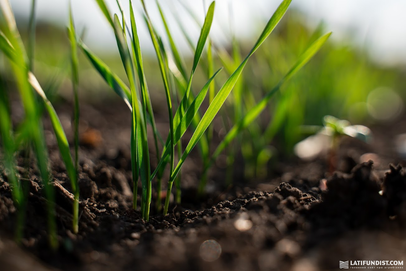 Озима пшениця, СПП «Чумаки» (Ristone Holdings), жовтень 2025 р. Озима пшениця, СПП «Чумаки» (Ristone Holdings), жовтень 2025 р.