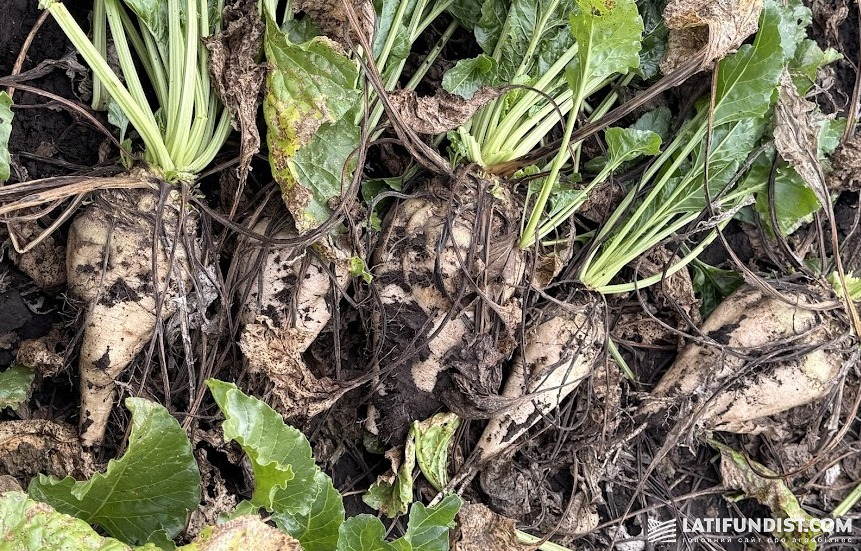 Цукрові буряки, «Сігнет Центр», жовтень 2025 р.