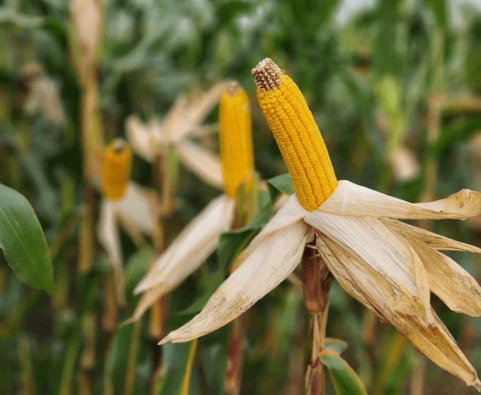 «Хімагромаркетинг» є ексклюзивним постачальником насіння кукурудзи європейської селекції 