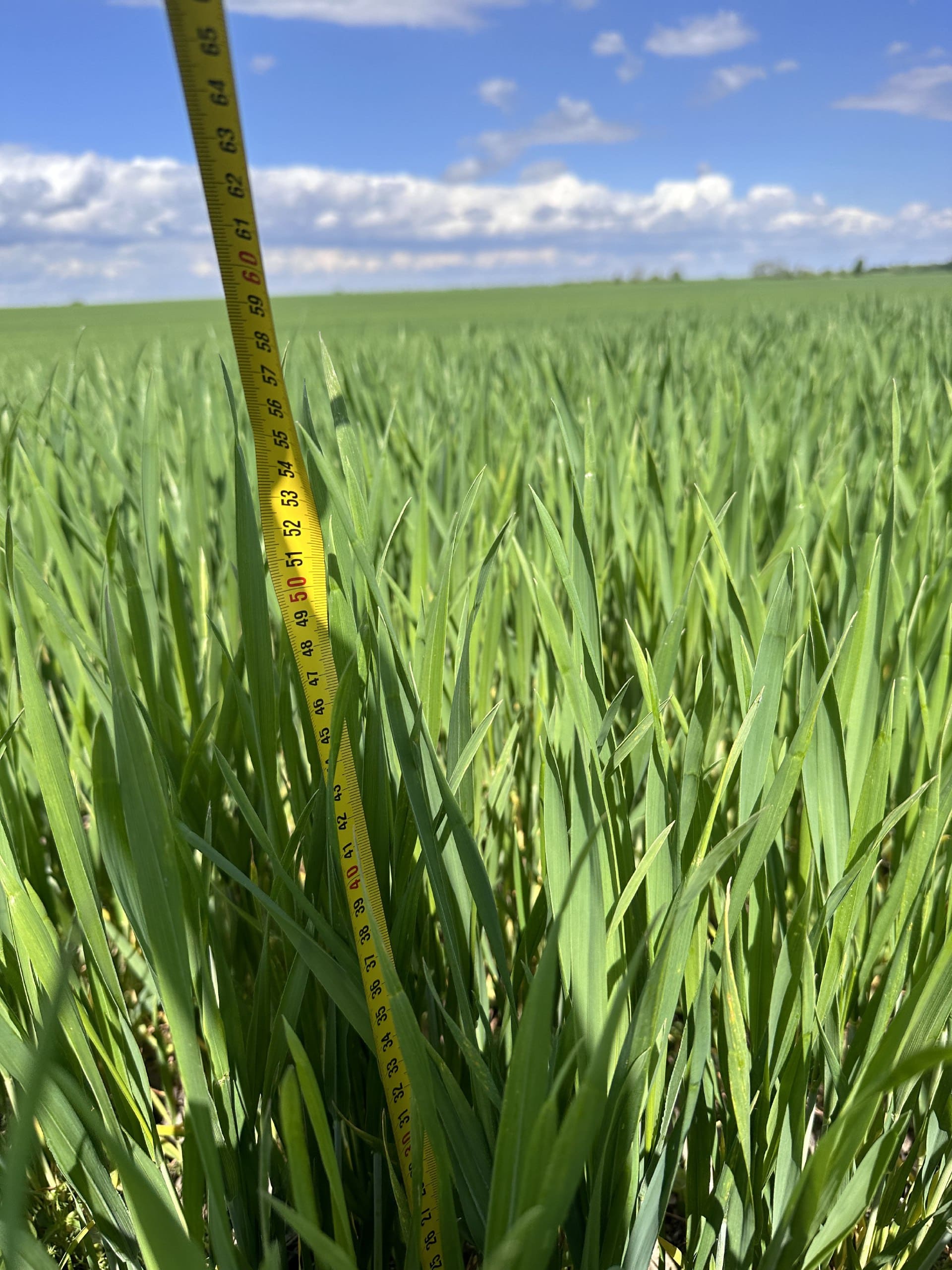Пшениця на полі ГК «Агрейн» у Житомирській області