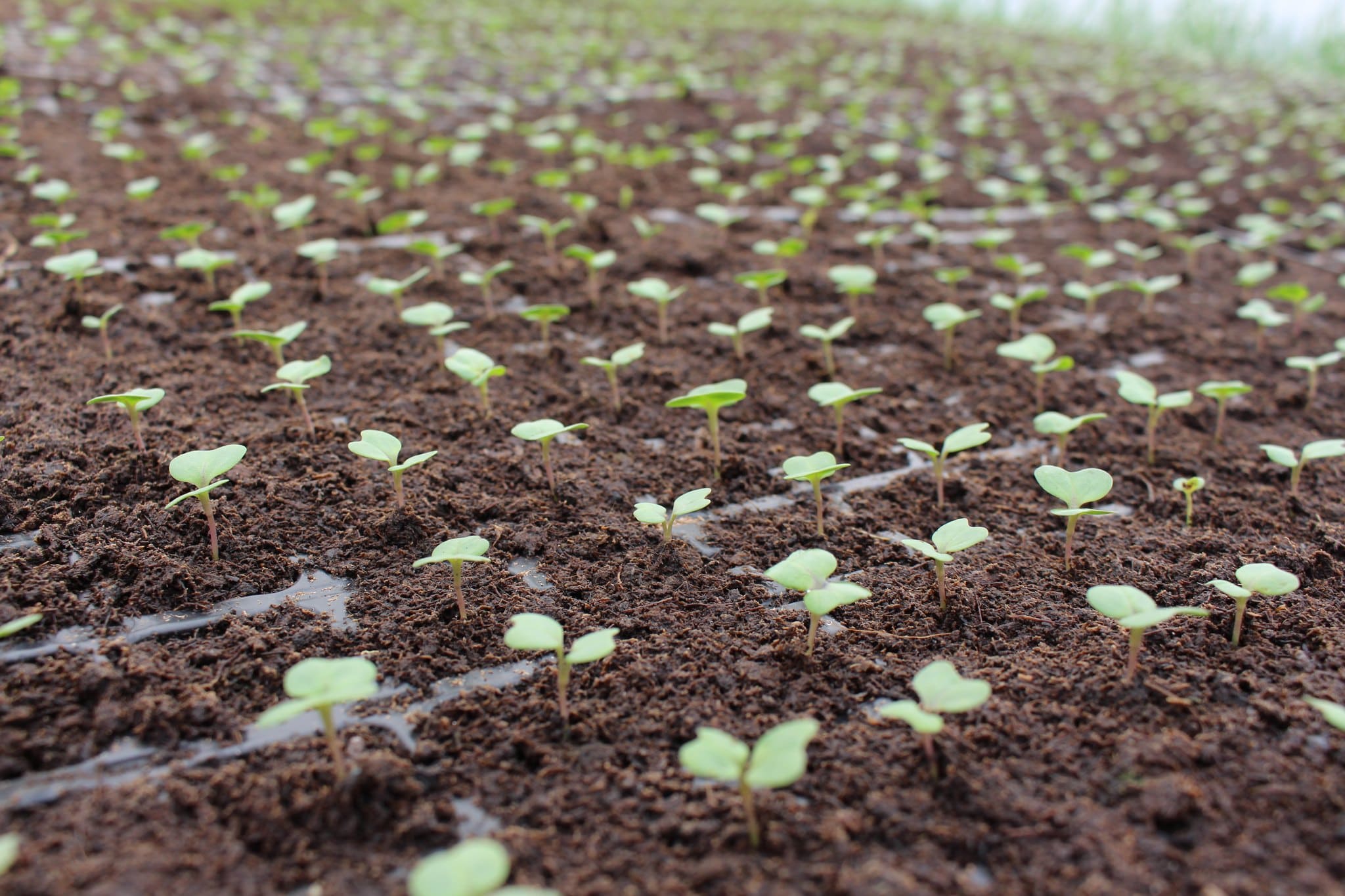 В теплицях «СП «ПАЕК» вирощують розсаду ранньої капусти. Фото: Facebook