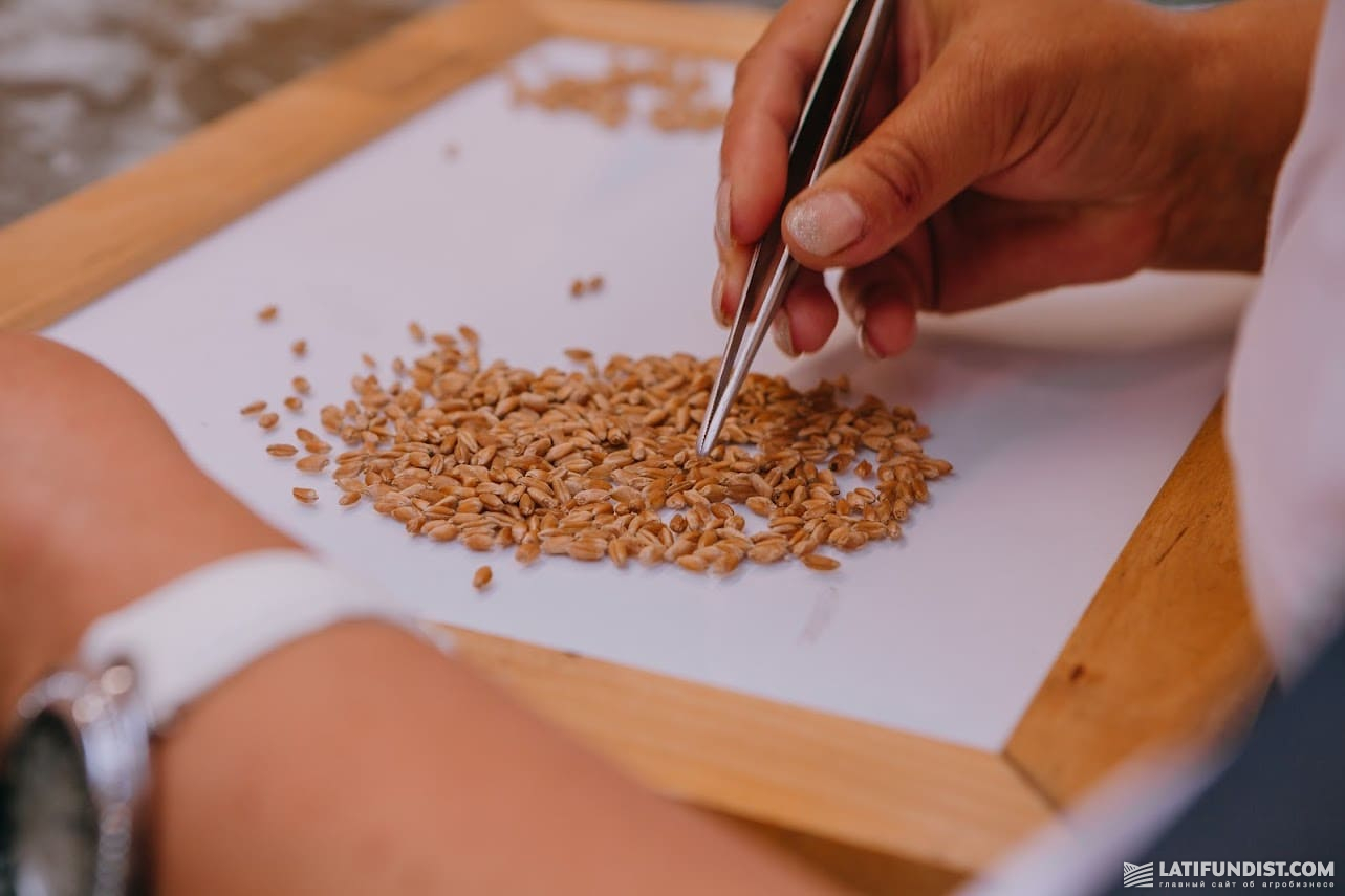 Лабораторія на елеваторі ГК «Прометей», аналіз зерна пшениці