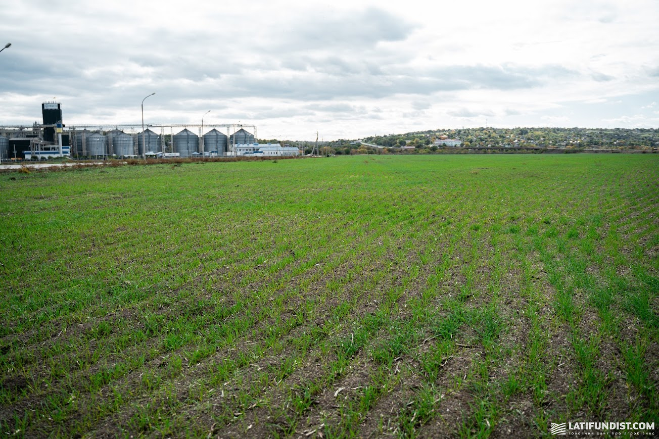 Озима пшениця, «НІБУЛОН», жовтень 2025 р. Озима пшениця, «НІБУЛОН», жовтень 2025 р.