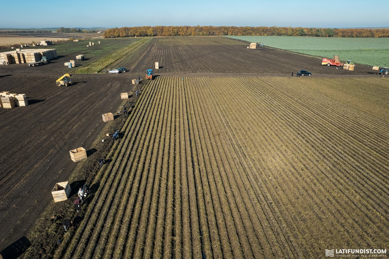 Збирання овочів на полі компанії «Агроінвест», Тернопільска область, 2025 р. Збирання овочів на полі компанії «Агроінвест», Тернопільска область, 2025 р.