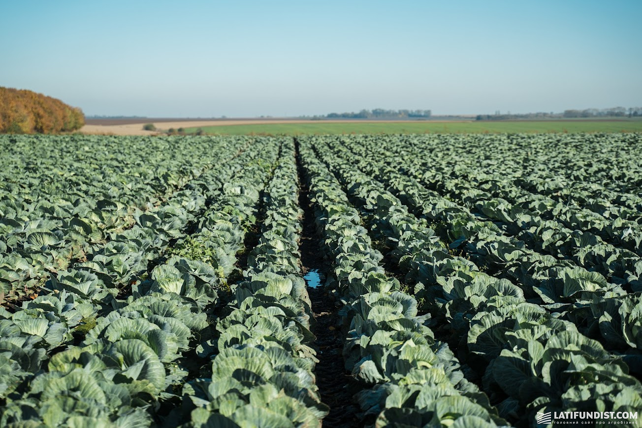 Капуста, поле компанії «Агроінвест», Тернопільска область, 2025 р. Капуста, поле компанії «Агроінвест», Тернопільска область, 2025 р.