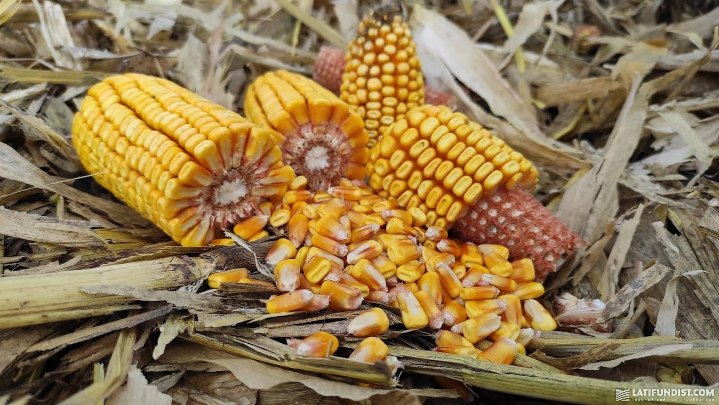 Кукурудза, підприємство «Урожайна країна»