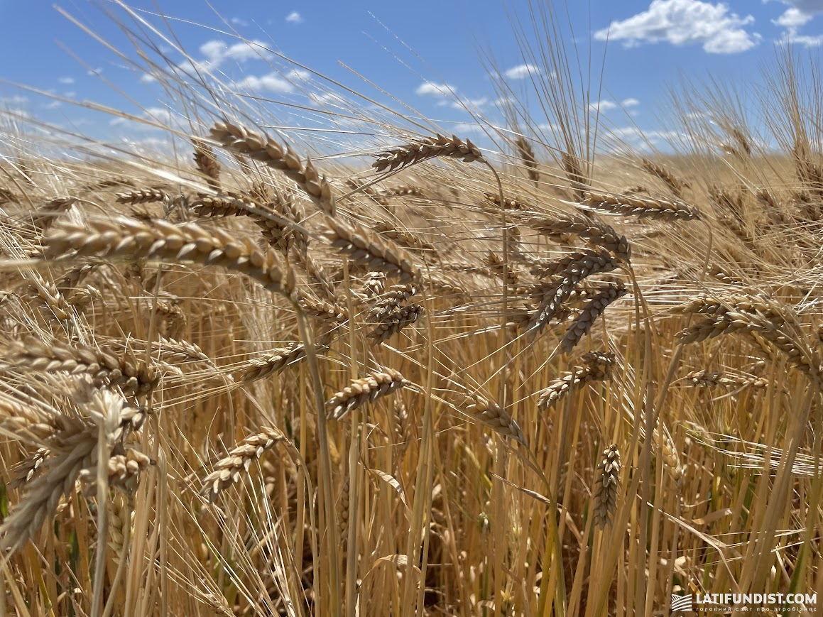 Озимий ячмінь