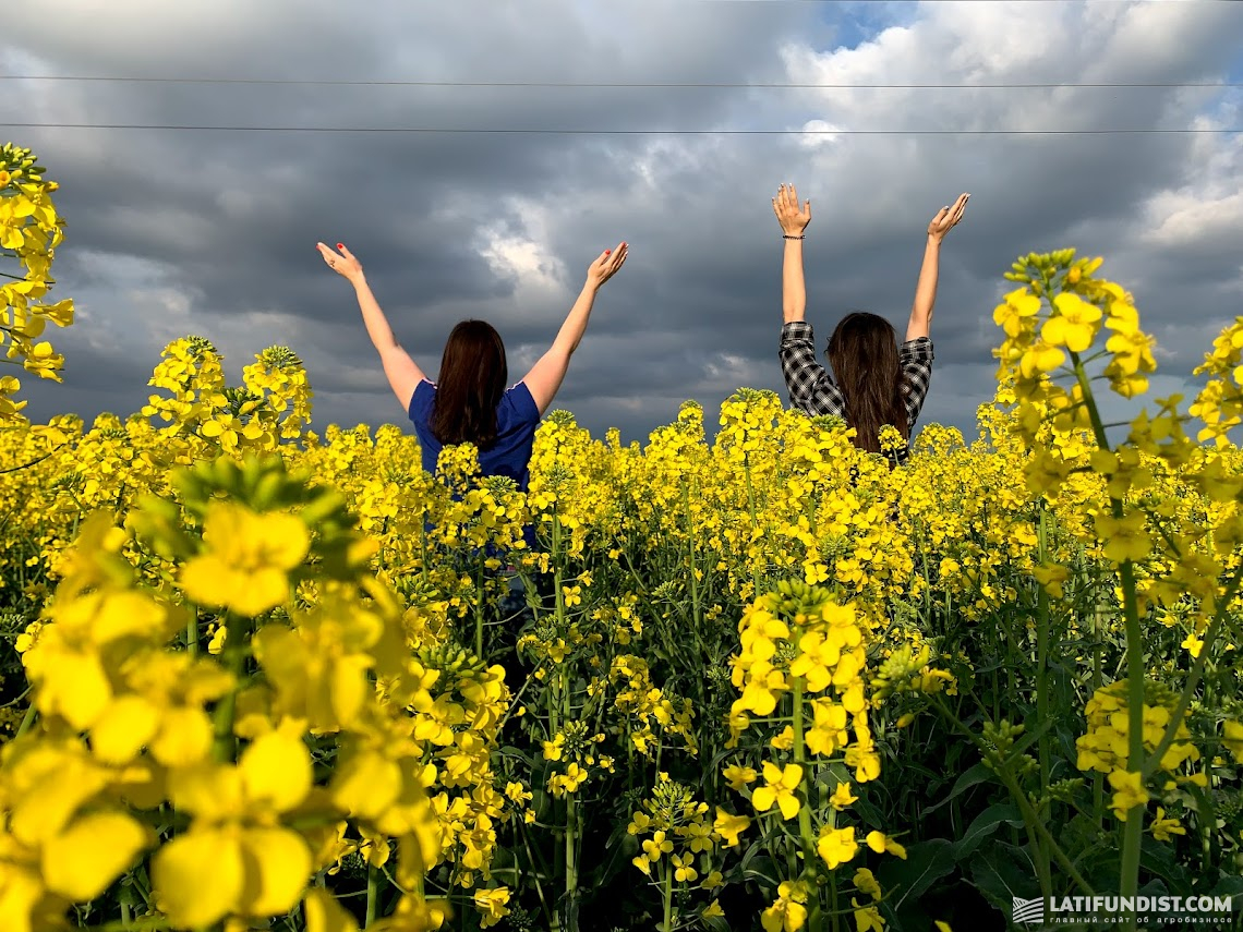 В деяких регіонах України вже цвіте ріпак