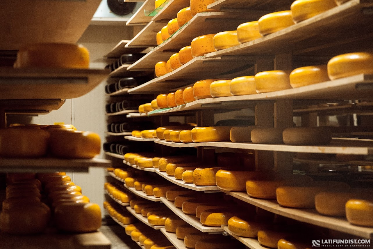 Виробництво сиру