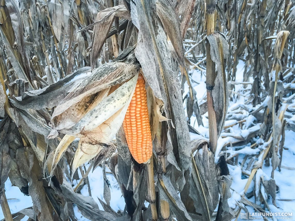 Затягування збирання кукурудзи до кінця грудня впливає на якість зерна — експерт