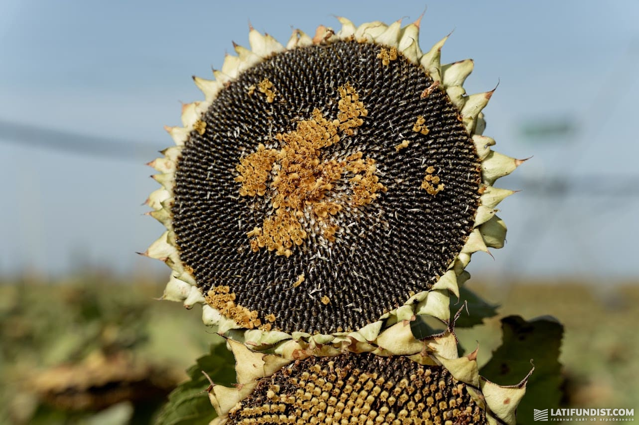 Врожай соняшнику у 2023 р. очікується на рівні 13,9 млн т