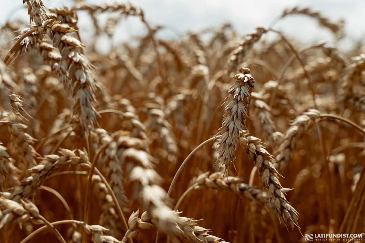 Погодні фактори та зменшення кількості добрив мали вплив на врожай пшениці 2023 