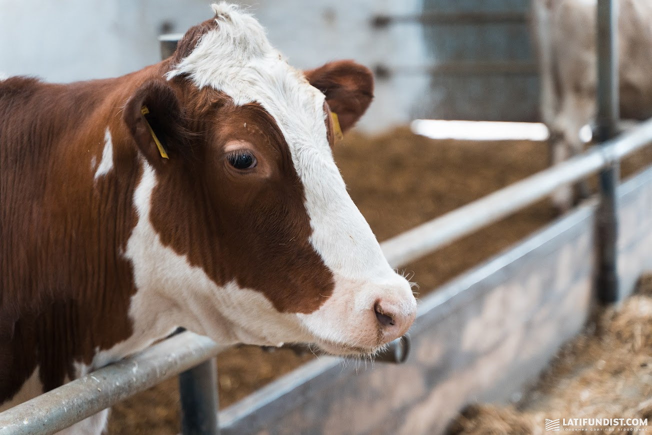 Ферма ДП &laquo;Шевченківське&raquo;